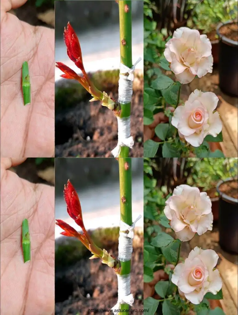 Registro dei bottoni rosa Come innestare una rosa dai bottoni floreali Come trapiantare una pianta di rose