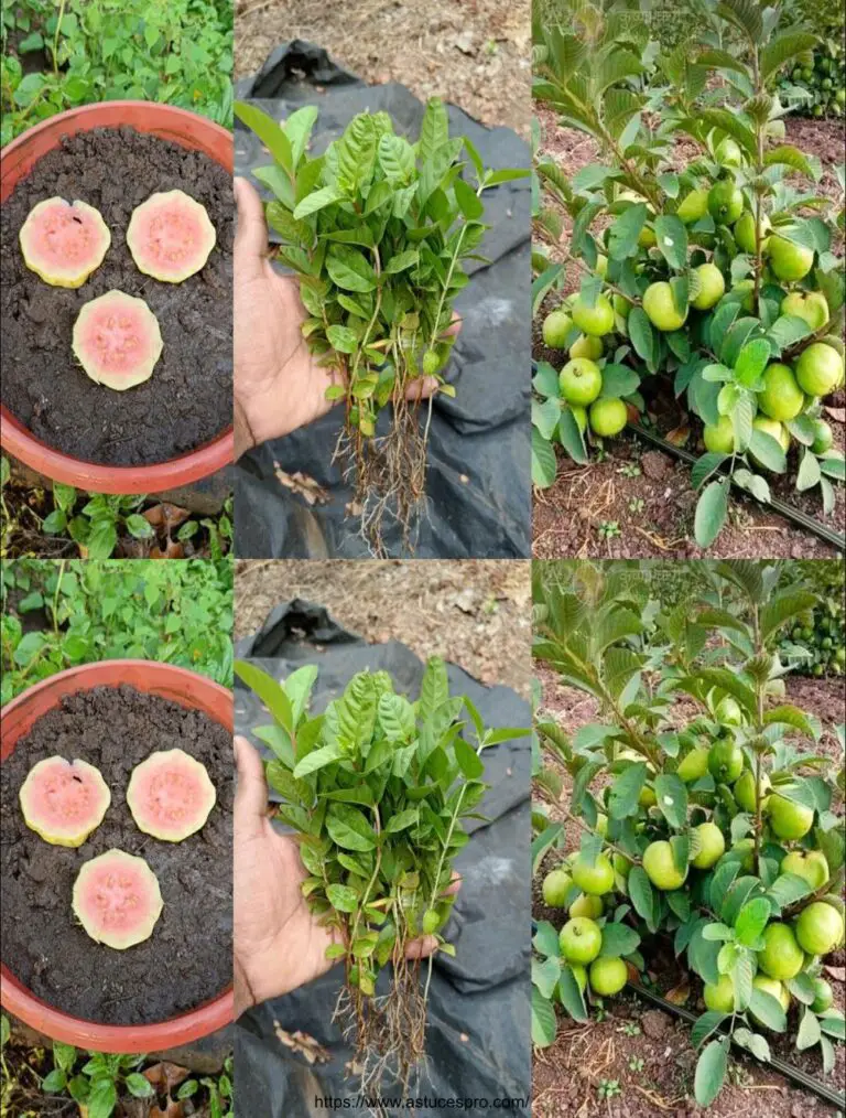 Come coltivare un guava dai semi di guava con successo al 100% Come coltivare un guava dai tagli