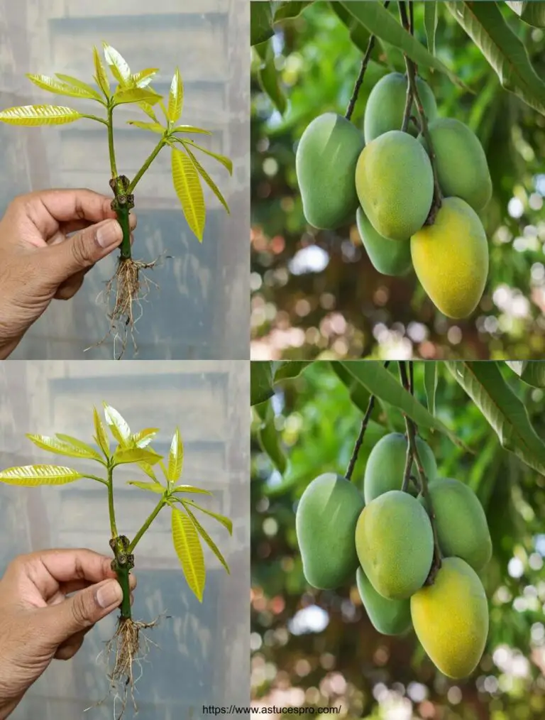 Tecniche rivoluzionarie di propagazione degli alberi di mango