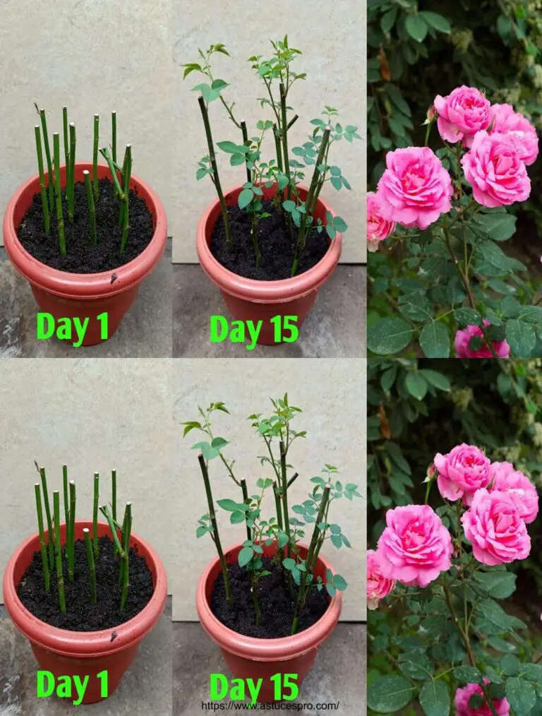 Come coltivare una pianta di rose da tagli per coltivare una rosa da tagli di stelo a una pianta di rose