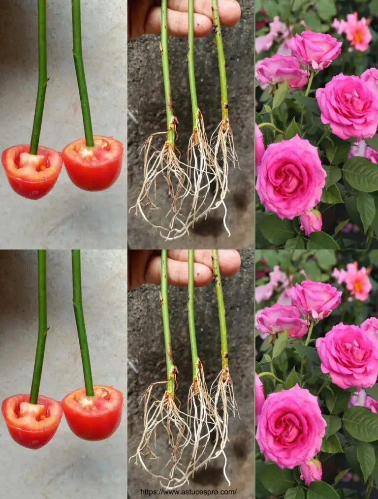 Le rose multiple dei tagli di pomodoro Come coltivare una rosa dai tagli