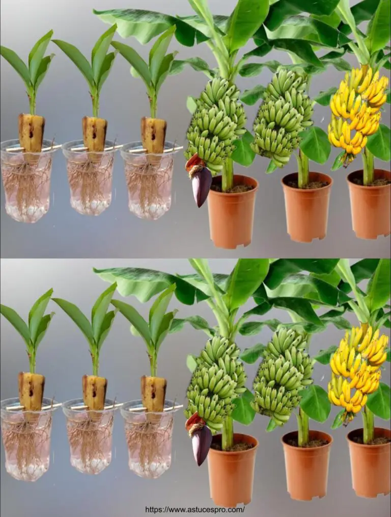 Come coltivare alberi di banana dai frutti di banana