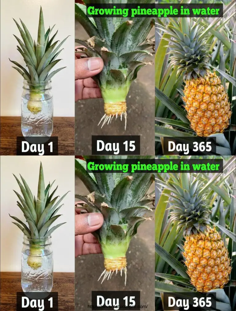 Consigli per la crescita rapida degli ananas dai picchi rifiutati Come coltivare l’ananas con acqua