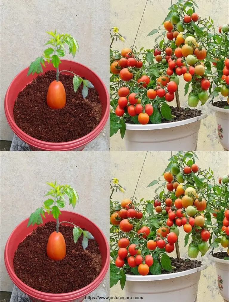 Poche persone sanno che è possibile diffondersi in questo modo, così crescere le piante di pomodoro, quindi è un registro dei giardini.