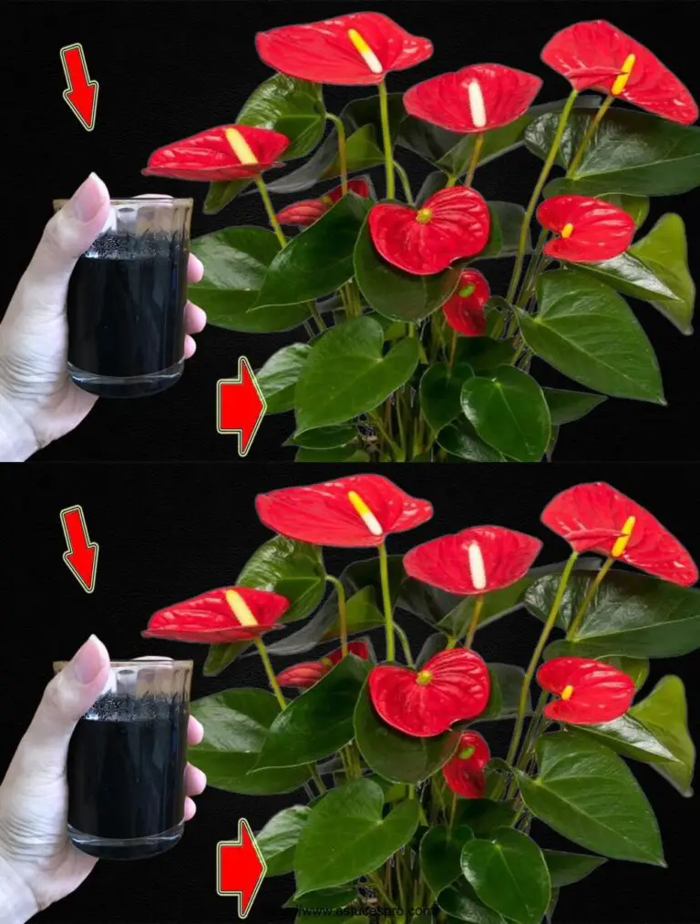 Ho pagato una tazza! All’improvviso, l’Anthurium Color Sclate