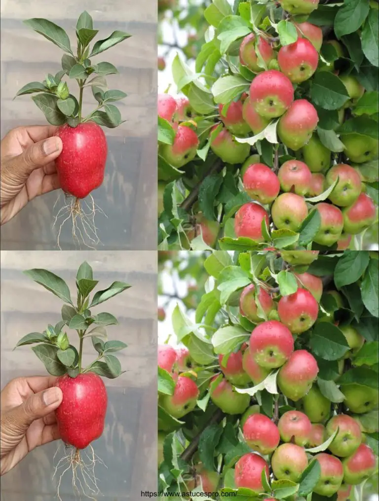 Come spingere una mela da un frutto di mele a coltivare un albero di mele a casa