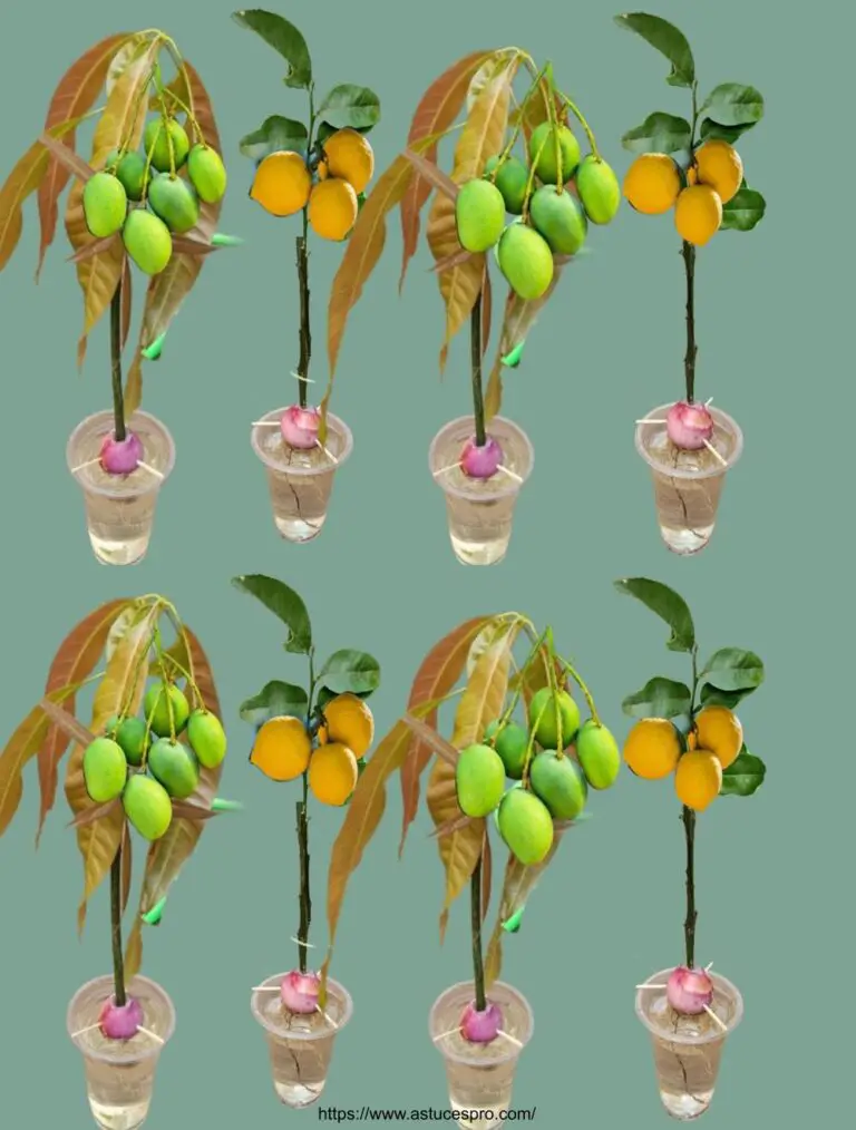 Come spingere Manguers da Mango Branches e Lemonmakers da Citron Branches in Water and Onion