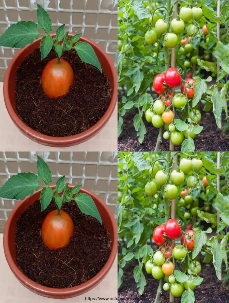 Nessuno crede nella coltivazione dei pomodori in questo modo.