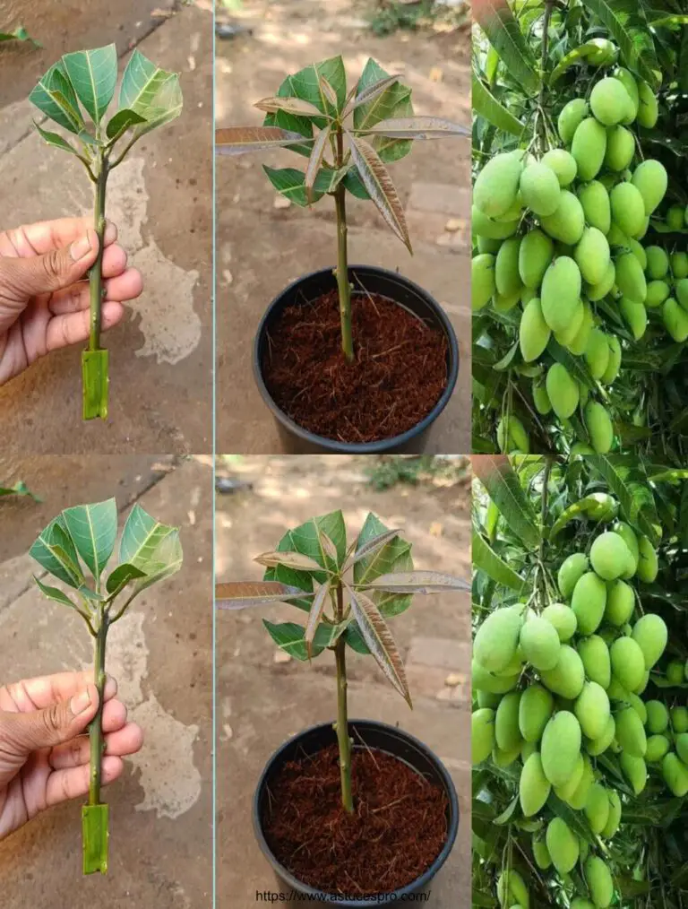 Come coltivare un mango dai tagli usando l’aloe vera per la radice naturale