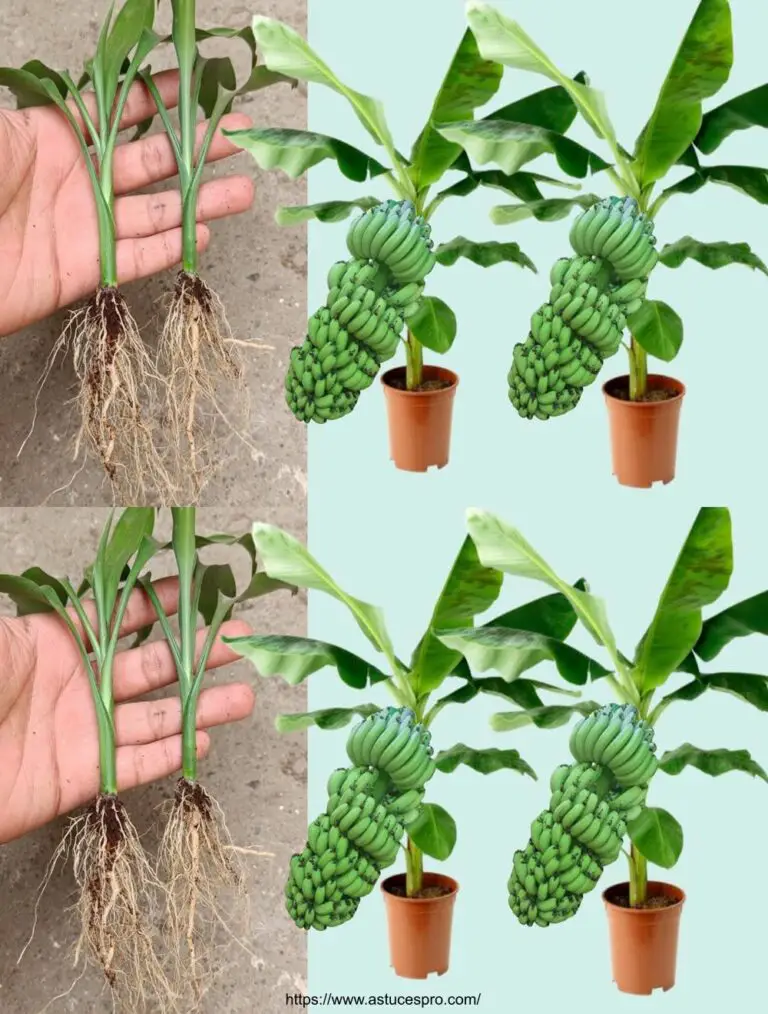 Come coltivare un albero di banana da un frutto di banana