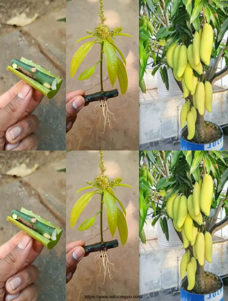 Metodo speciale per l’uso di Mangoes Aloe Vera solo per aiutare gli alberi a produrre frutta in fretta