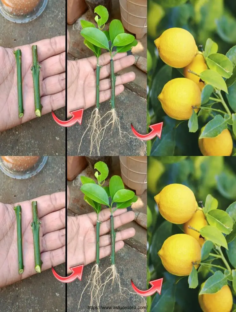 Come propagare un albero del limone dai tagli