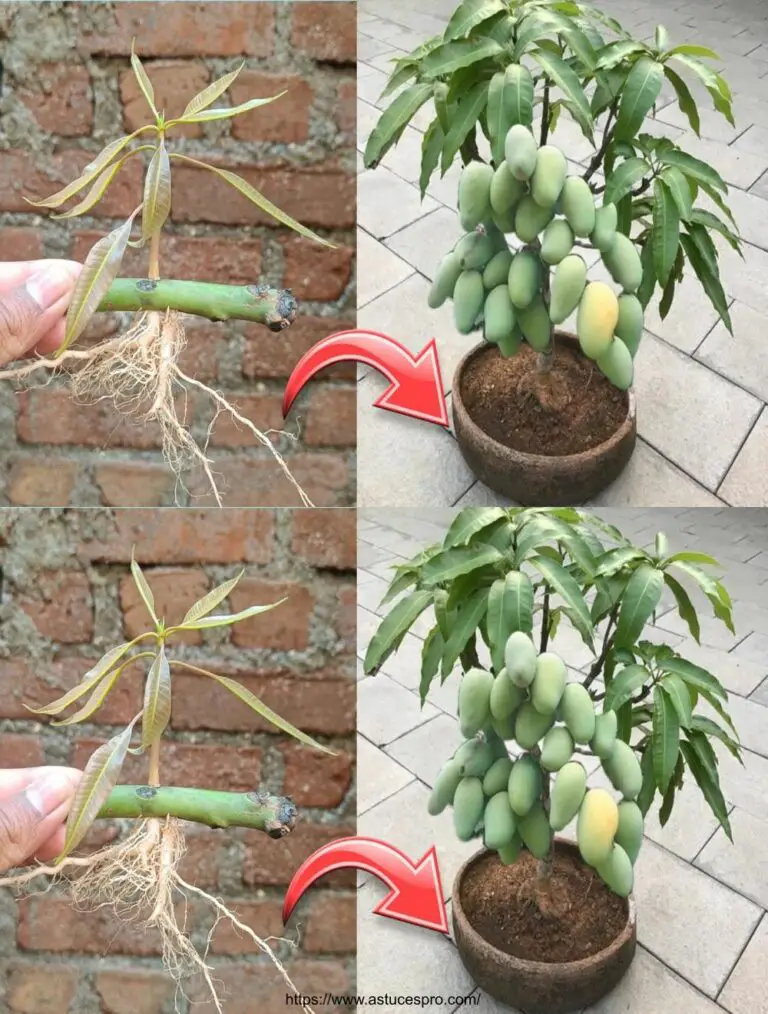 Tecnica unica per propagare alberi di mango usando cipolle Come coltivare un mango a casa