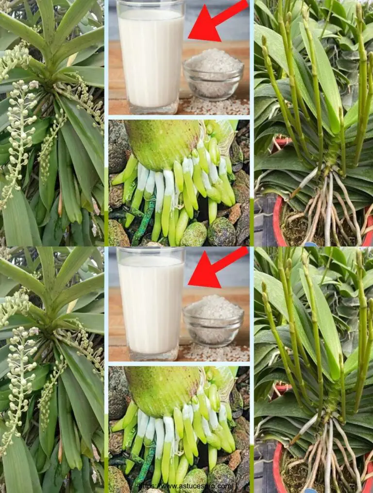 Poche persone conoscono questo tipo di acqua per irrigare orchidee con molti rami e fiori.