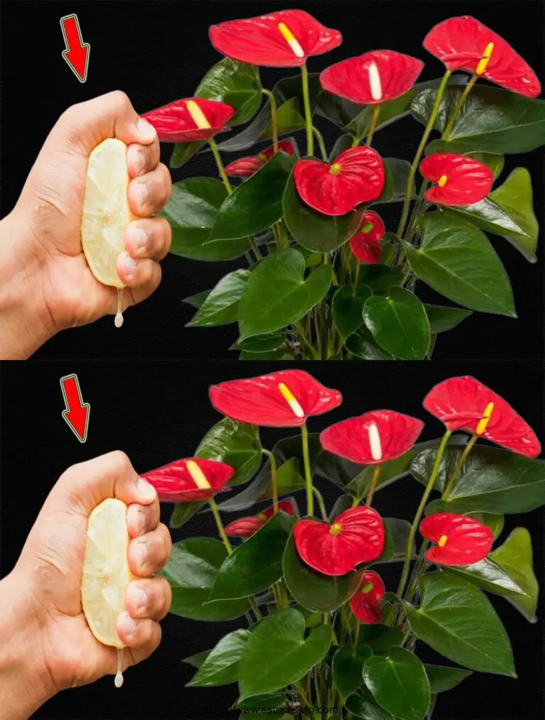 Una goccia per albero! L’Anthurium senza fiori sbocca improvvisamente e costantemente