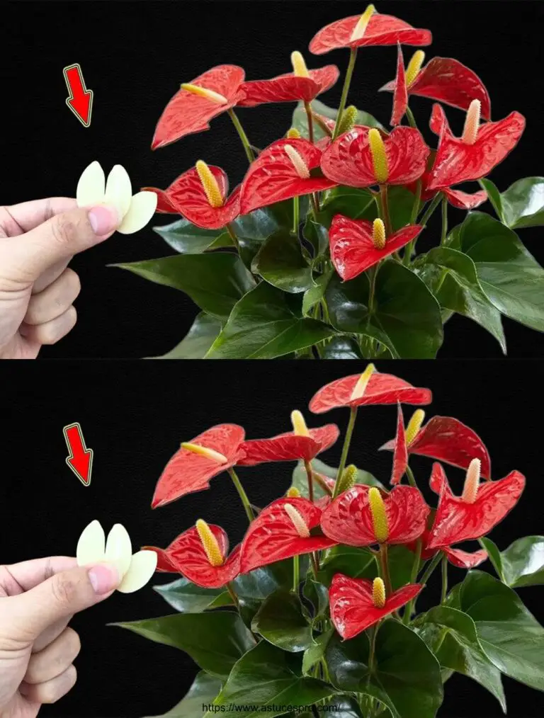 1 Slice Slim a settimana! All Anthurium S