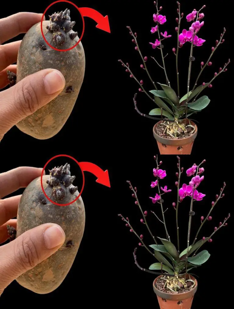 Vi sorprenderà il miracolo che fa risorgere le orchidee.