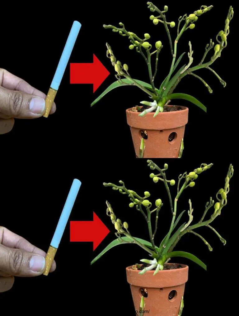 Incredibile! L’unica cosa per far fiorire tutta la primavera senza svenire