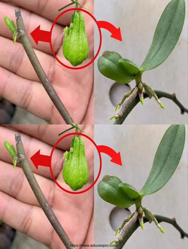 Cerca di diffondere orchidee da steli di fiori con il chayote: chi avrebbe pensato che sarebbe stato così facile?