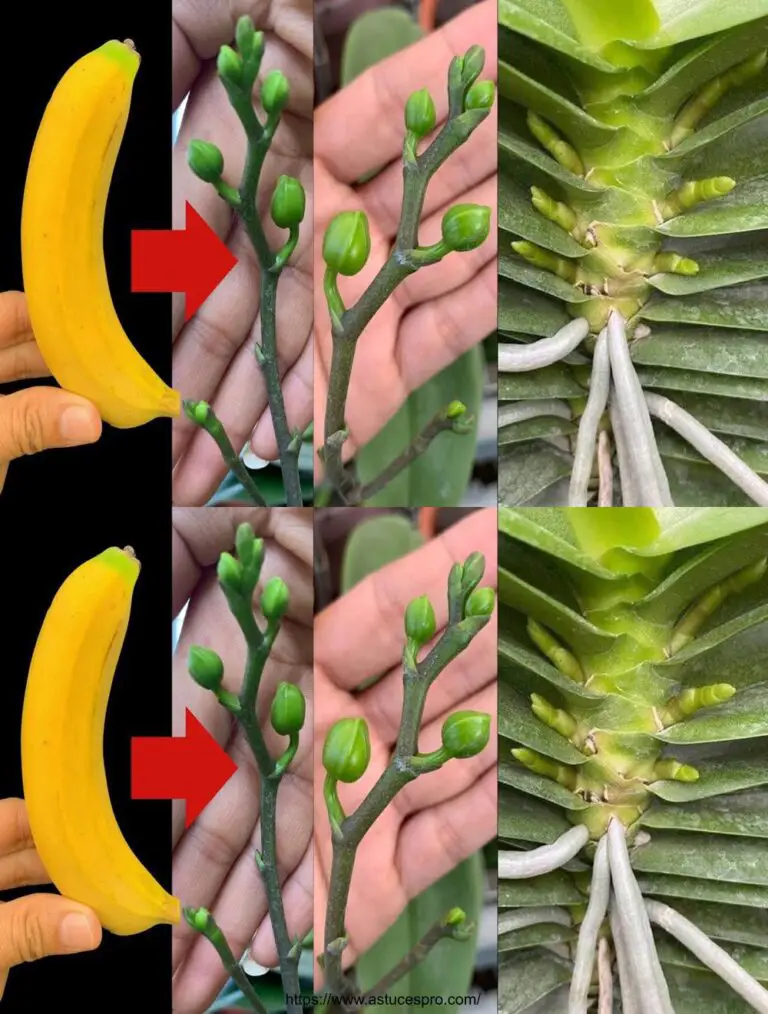 E’ incredibile come una singola banana che il fiore e la radice dell’orchidea non possano smettere di crescere.