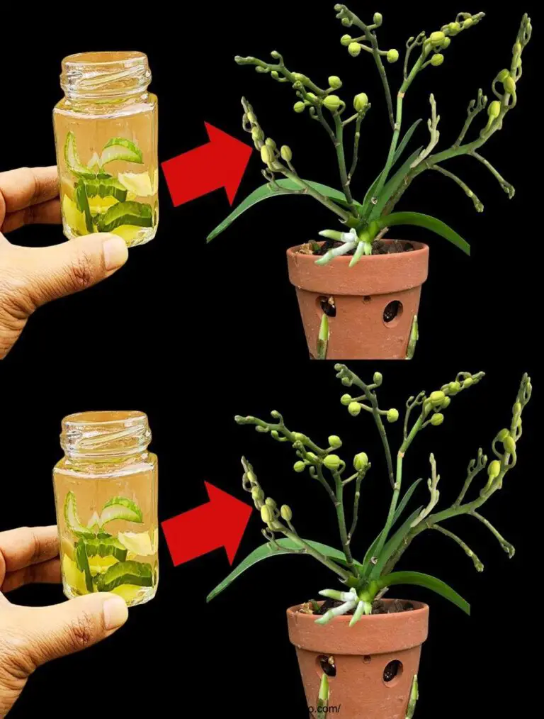 Il miracolo di una semplice goccia d’acqua: il vaso di orchidee fiorisce all’infinito per 4 stagioni