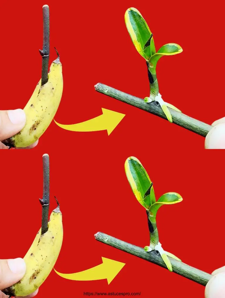 Poche persone sanno come diffondere un’orchidea veloce con solo una piccola banana