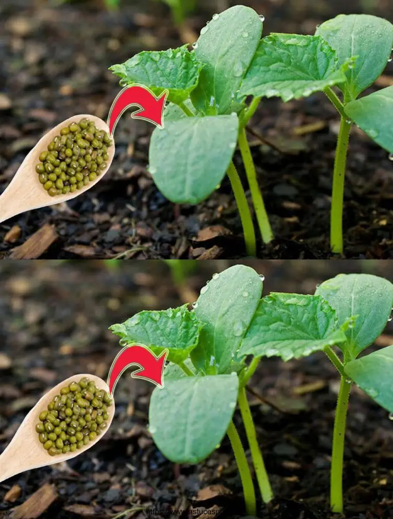 Un cucchiaio nel buco prima di piantare! I cetrioli diventeranno pazzi