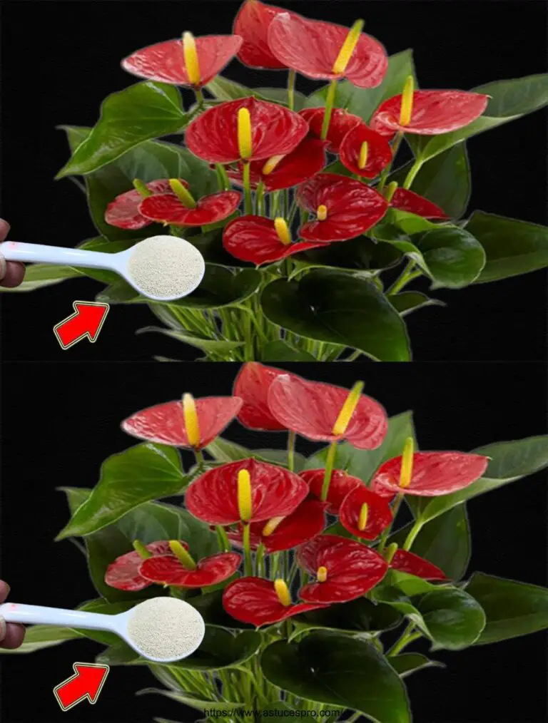 Spiegherò un cucchiaio! All’improvviso, l’Anthurium fiorisce in modo incontrollabile.