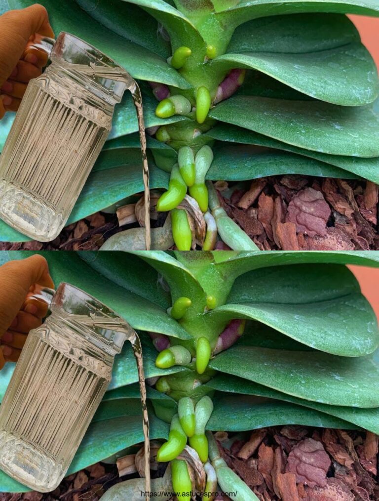 Come irrigare bene le orchidee