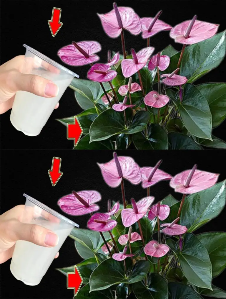 Solo una tazza! Anthurium senza fiori fiori Improvvisamente senza fermarsi.