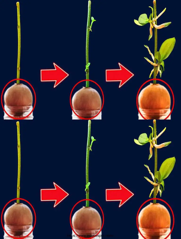 Una cipolla, l’orchidea farà crescere molti piccoli alberi sulla stessa branca.