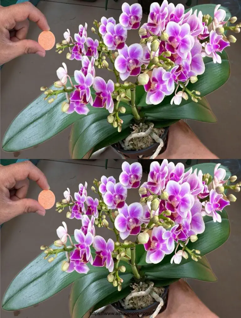 Stranamente, questa pillola unica schiude orchidee ovunque.