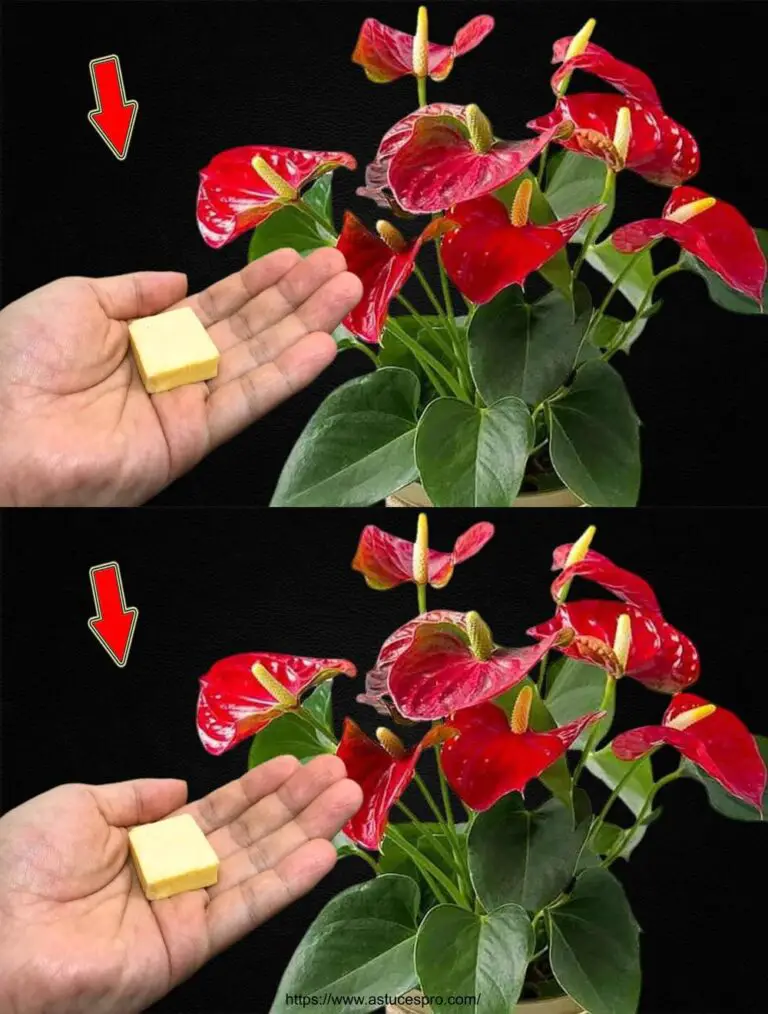 Basta un pezzo! All’improvviso, l’Anthurium incise molti fiori magici.