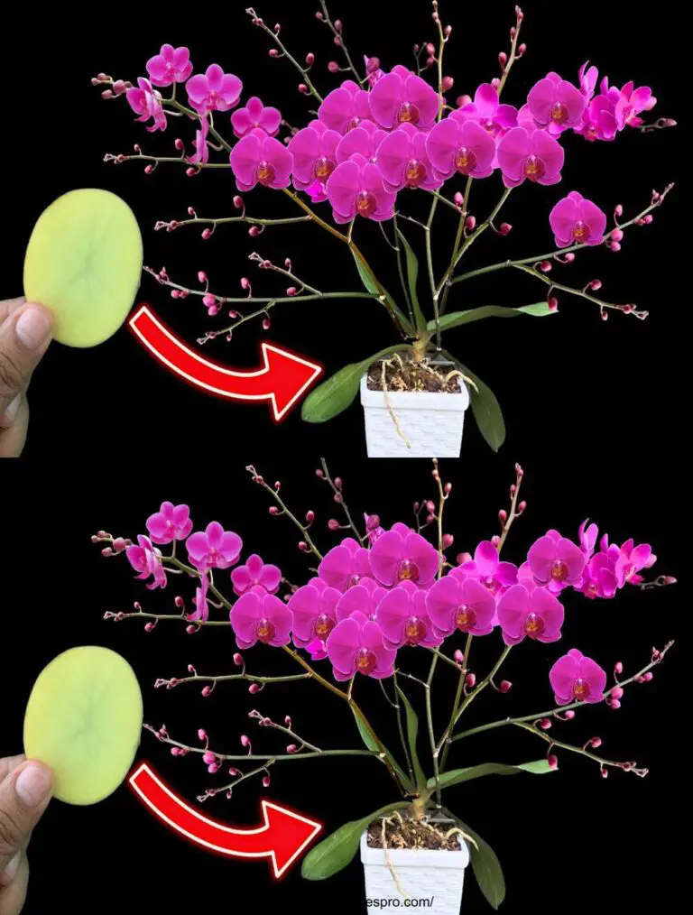 Scoprite il segreto per creare 100 fiori nello stesso ramo