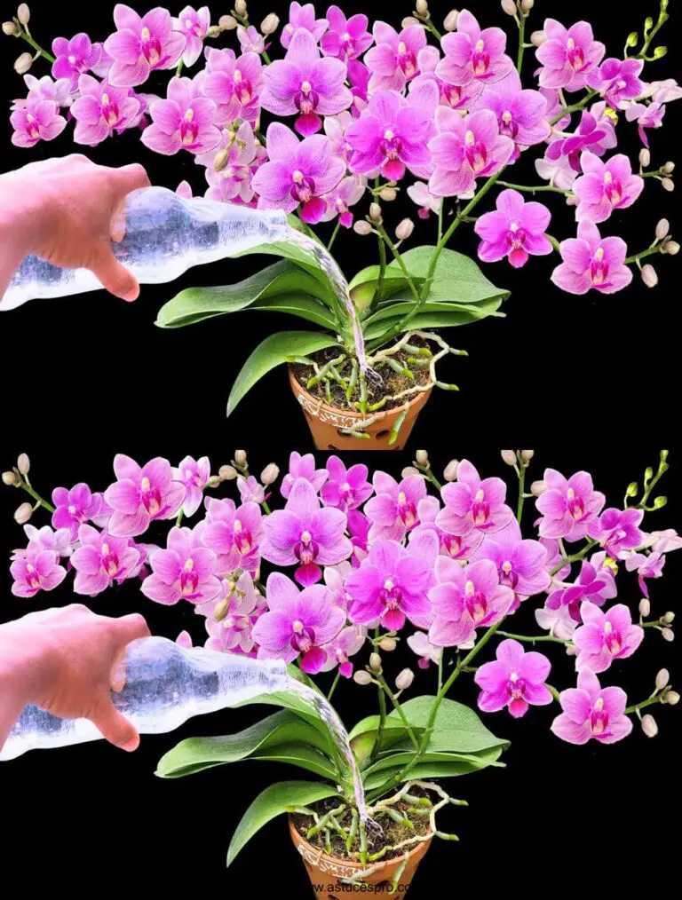 Ogni orchidea fiorisce con fiori e radici magiche.