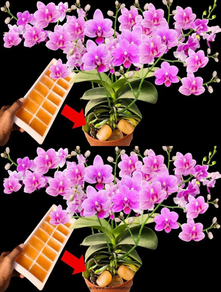 Ogni vaso di orchidee nutrito con una compressa! Crescita folle e fioritura continua.