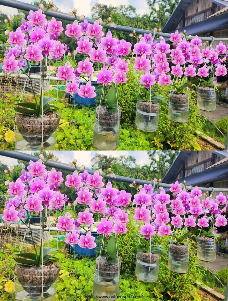 Giardino sospeso da orchidee senza acqua, fiori in fiori tutto l’anno per 4 stagioni