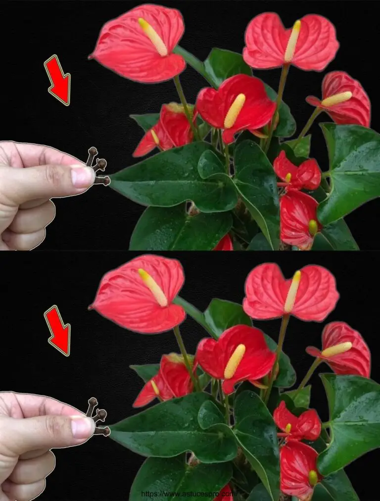 Basta qualche bocciola! Tutti gli alberi di Anthurium fioriranno brillantemente