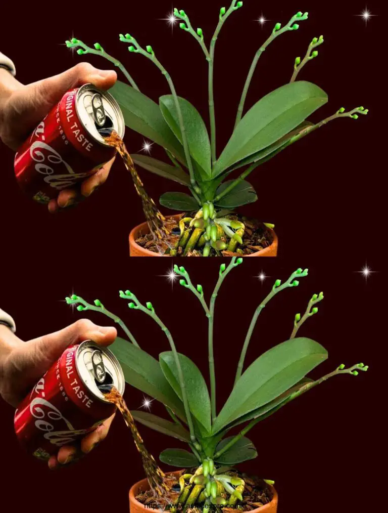 Pochi sanno che la Coca-Cola fiorisce un’infinità di fiori