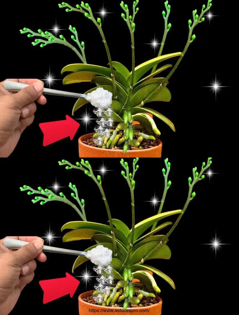 Le orchidee fioriscono e affondano costantemente con la magia unica della cottura della soda