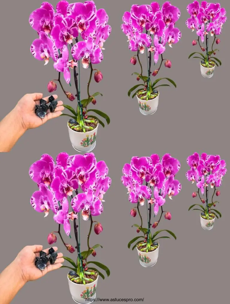 Ordine 1 capsula per ogni vaso di orchidee! Curiosamente, ogni albero fiorisce meravigliosamente.