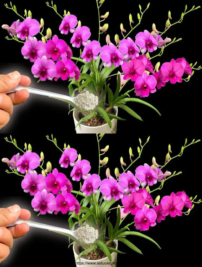 Sprinkle un cucchiaio di quella polvere! Le orchidee crescono continuamente per un anno.