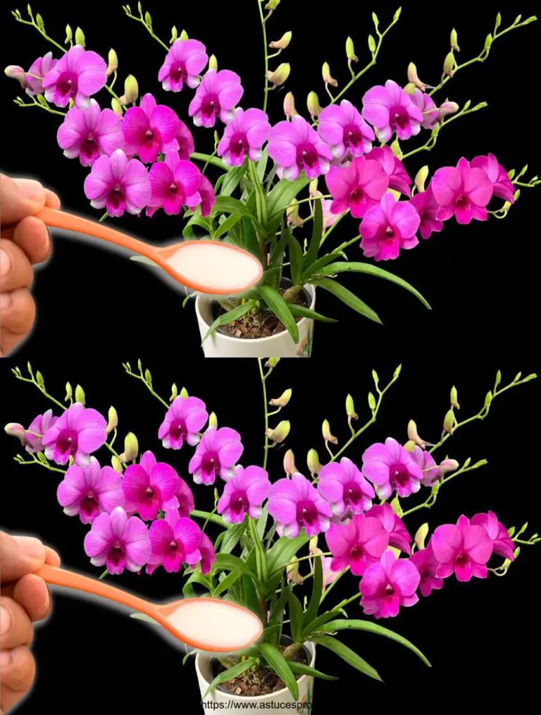 Ho versato un cucchiaio alle radici! All’improvviso, le orchidee fioriscono molti fiori magici.