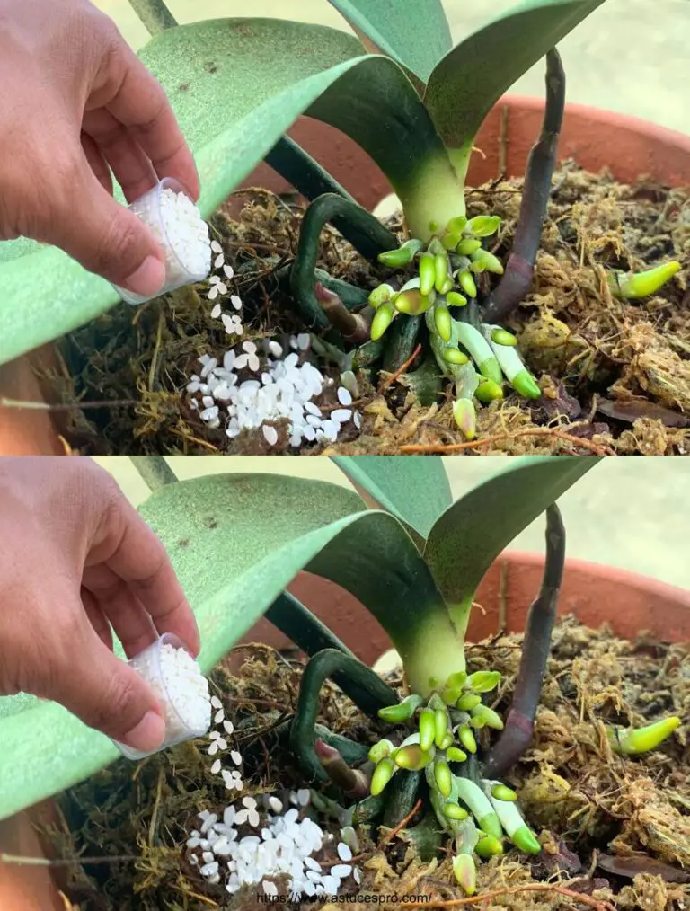 Dategli una possibilità! Le orchidee morenti improvvisamente fiori e fiori miracolosamente.