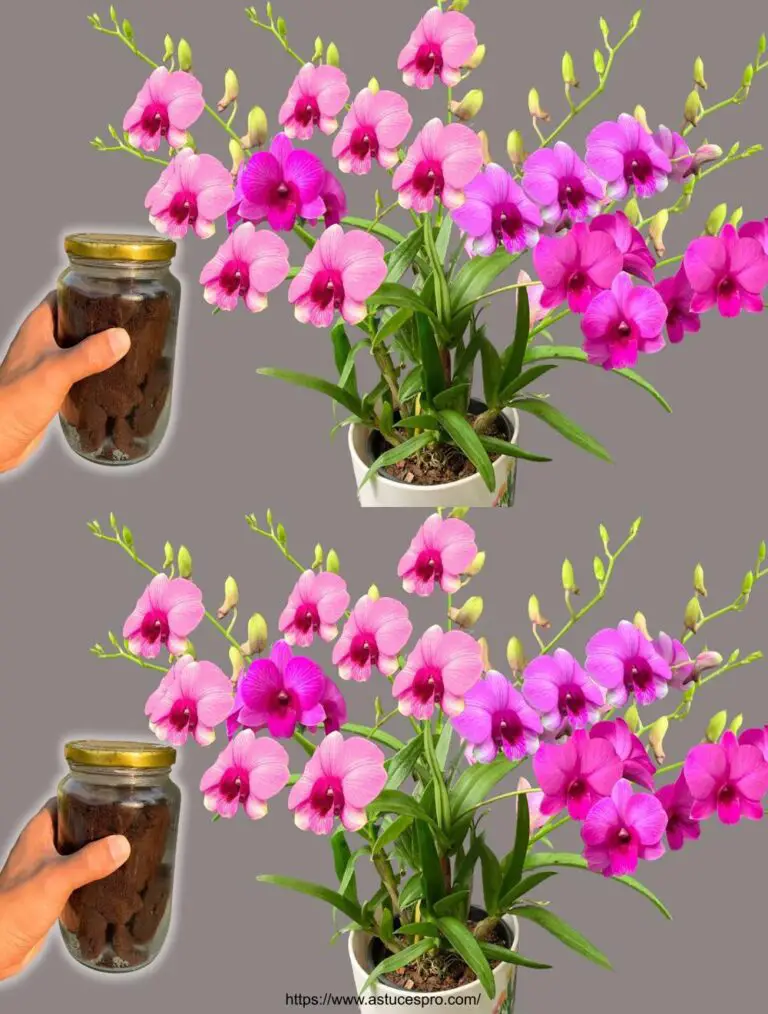 Una bottiglia al mese! Sorprendente! Tutti i tipi di orchidee crescono e fioriscono magicamente