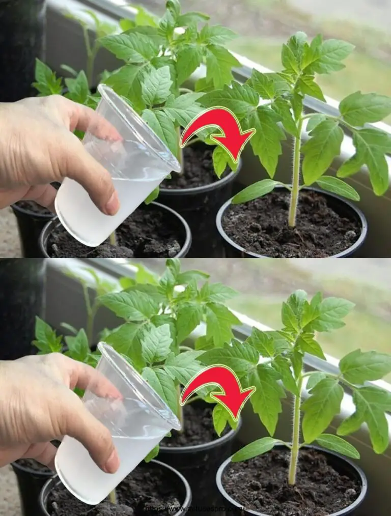 Solo un bicchiere, il vostro giardino esploderà!