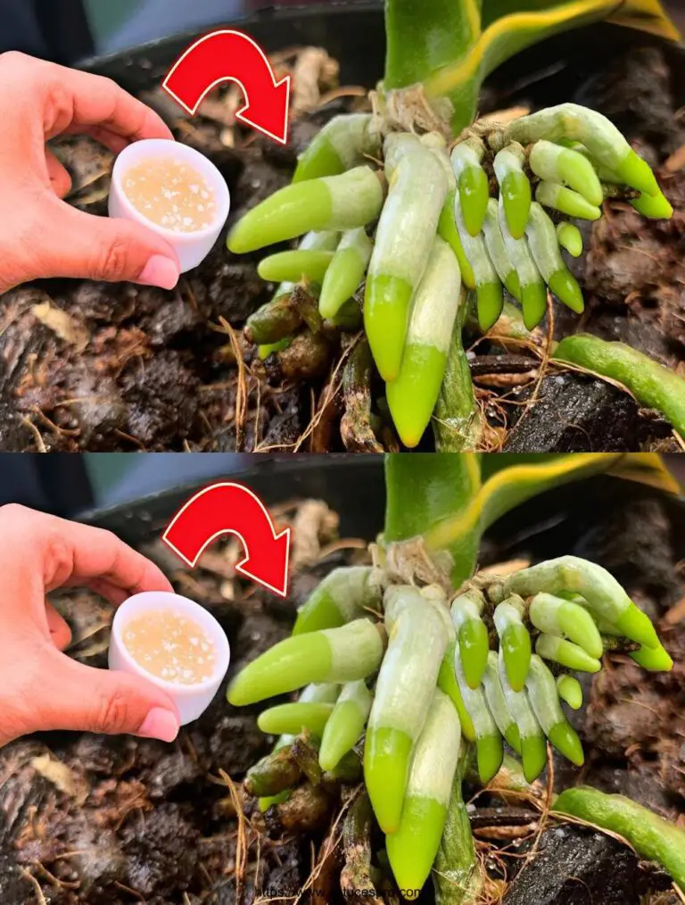 Pochi lo sanno! Il giardino delle orchidee ha preso radici e fiorito in modo meraviglioso.