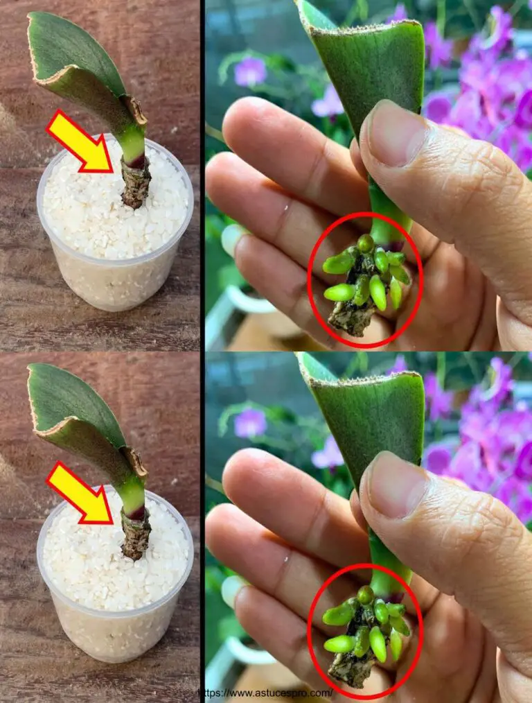 Così magica! Un nuovo approccio per rianimare immediatamente una foglia di orchidee.