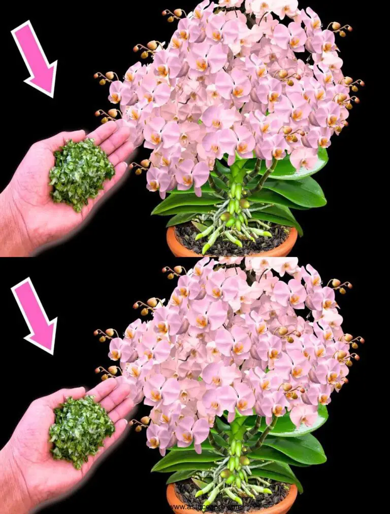 Sprinkle 1 cucchiaio sotto ogni orchidea e si sveglierà immediatamente per fiorire magicamente