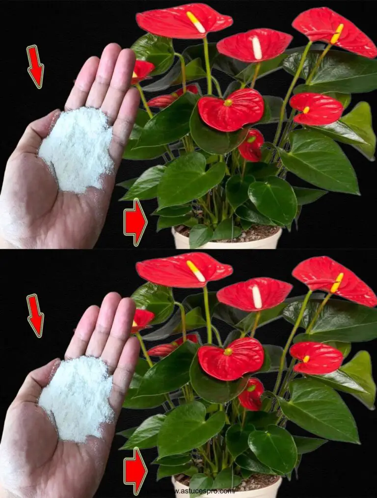 Solo un cucchiaio! Anthurium Senza fiori All’improvviso in continuo